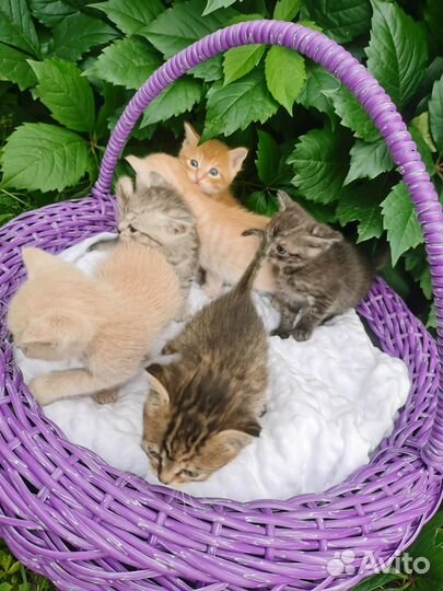 Отдам котят в добрые руки