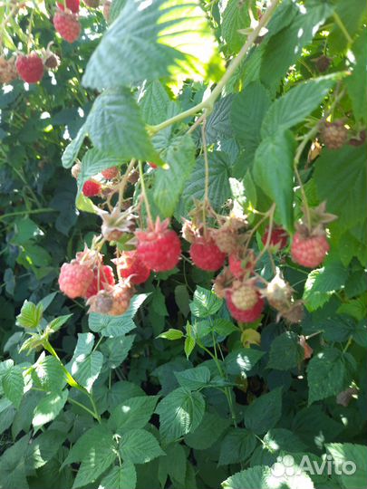 Продам саженцы малины