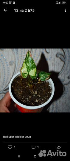 Комнатные цветы