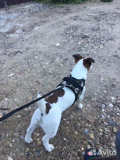 Шлейка для собак новая S,M,L