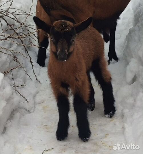 Коза дойная чешская