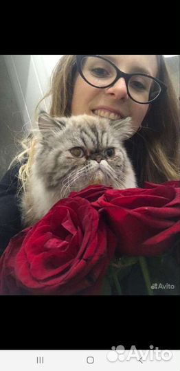 Персидский кот