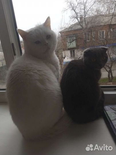 Кот на вязку