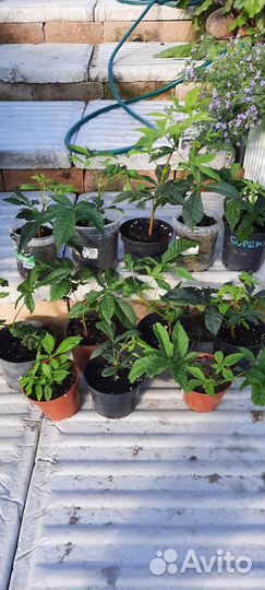 Каштаны, декоративные, деревья