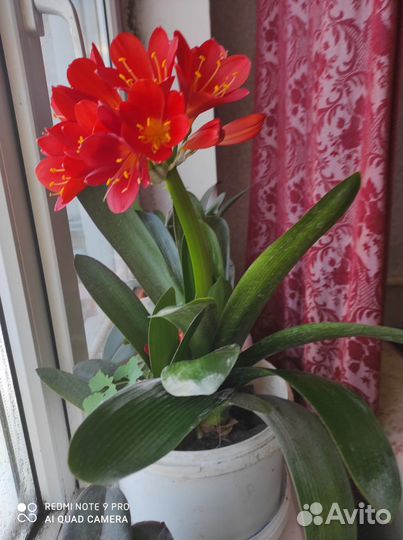 Кливия