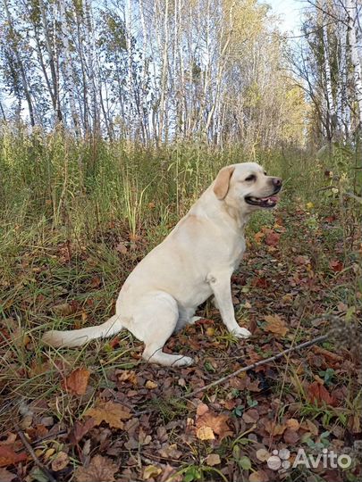 Лабрадор для фотосессии