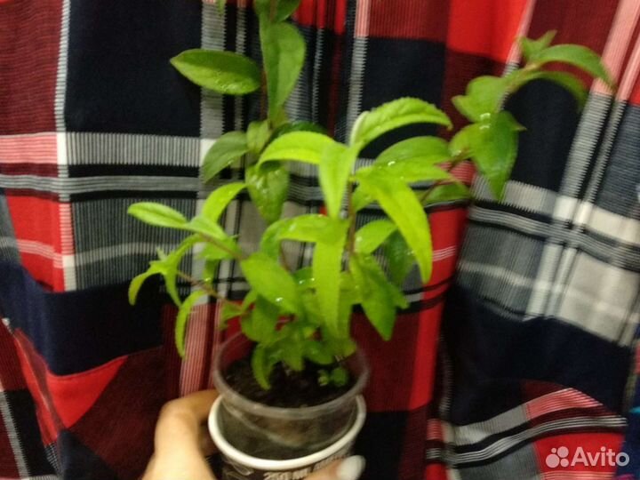 Дейция белая