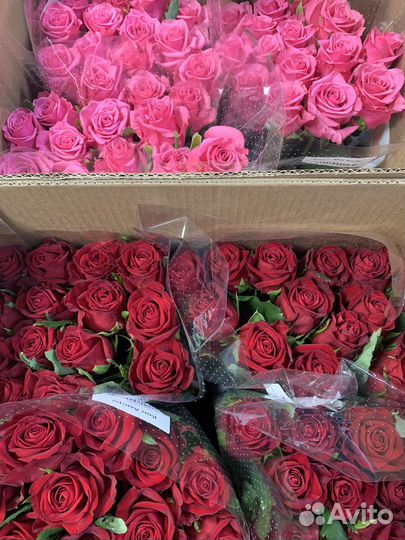 Растения, розы оптом, роза, букет роз