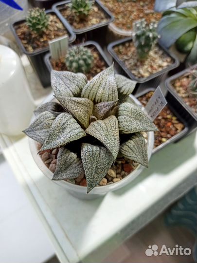 Haworthia Splendens x Picta - Хавортия гибрид