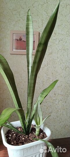 Сансевиерии