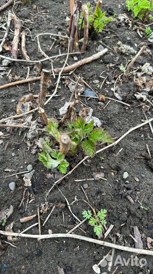 Ремонтантная малина Недосягаемая