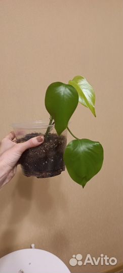 Монстера вариегатная альба