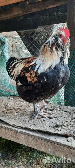 Петухи араукана, адлеровские, фавероль 6мес