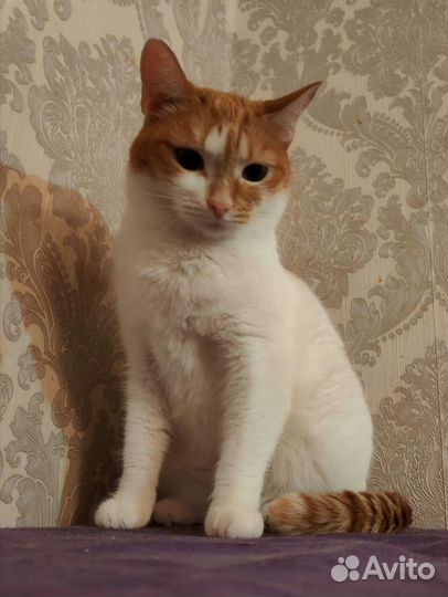 Кошки в добрые руки