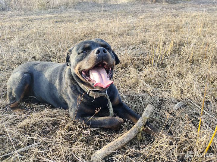 Вязка ротвеллер