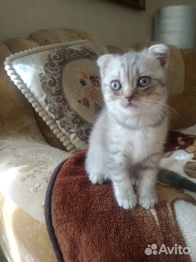 Шотландская вислоухая кошка