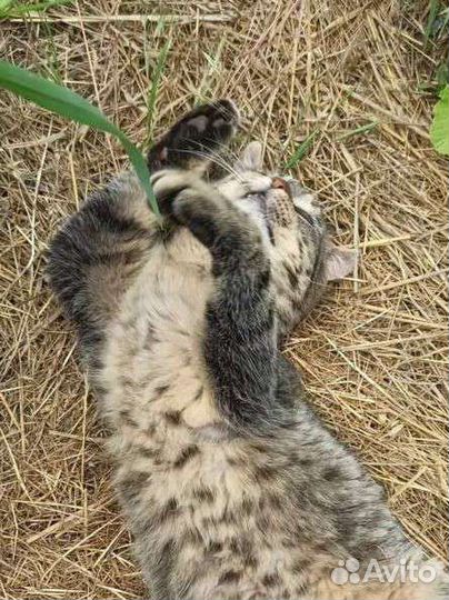 Выживший Степаша