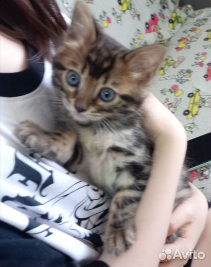 Бенгальская