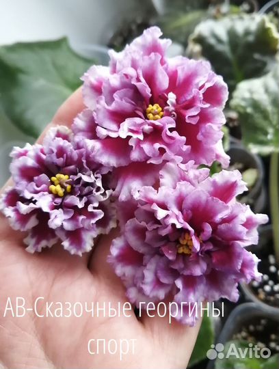 Набор деток фиалок