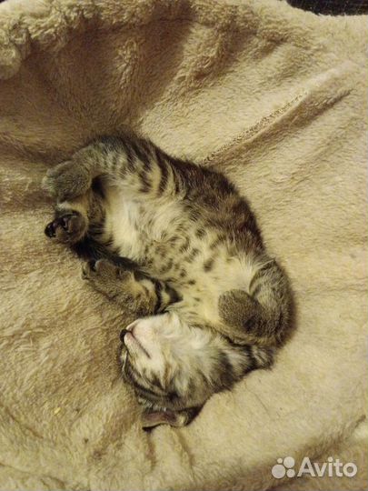 Котенок на удачу
