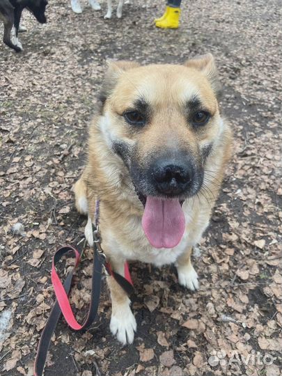 Спасите собачку из приюта