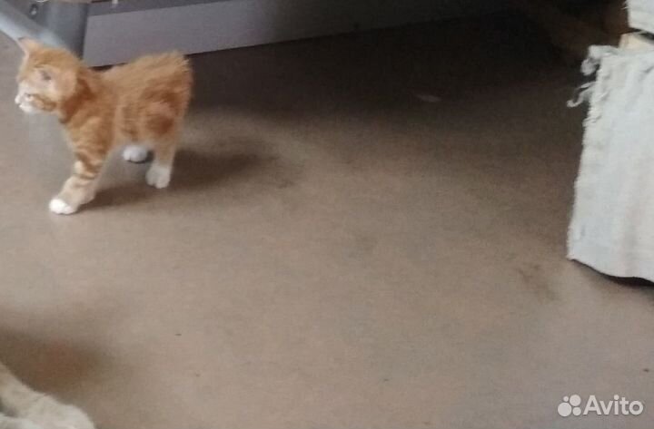 Отдам котенка в добрые руки