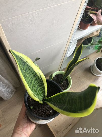 Сансевиерия Лауренти