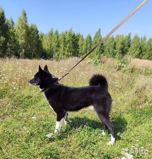 Русско европейская лайка