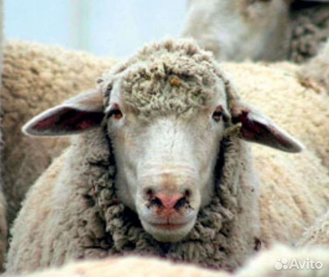 Овцы бараны