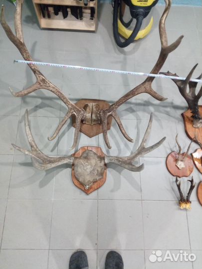 Рога лося,оленя, косули