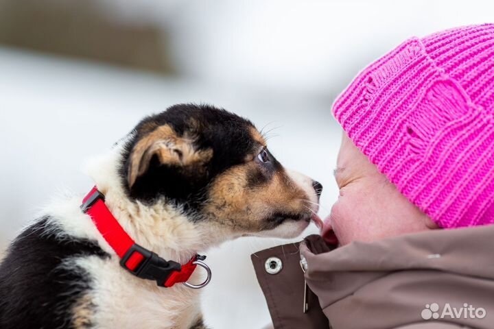 Щеночек девочка