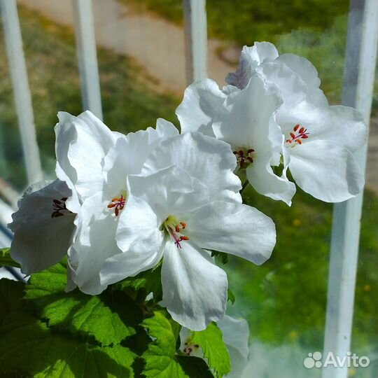 Пеларгония королевская белая