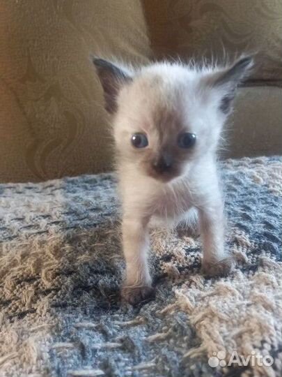 Котята мальчики