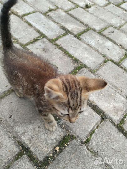 Котёнок 1 месяц