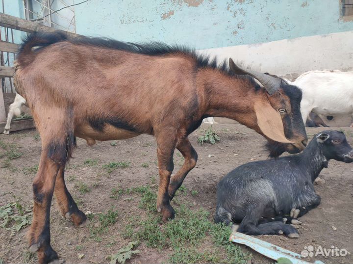 Чешский козел на случку