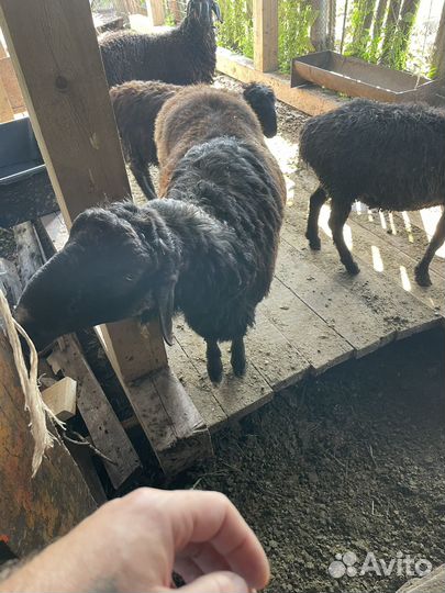 Эдельбаевские бараны на племя