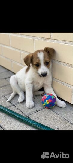 Щенки девочки, очень нужен дом