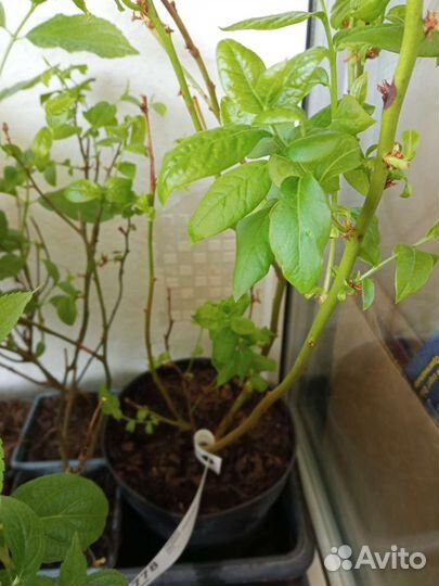 Ива Хакуро Нишики