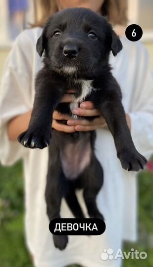 Щенки Бордер колли