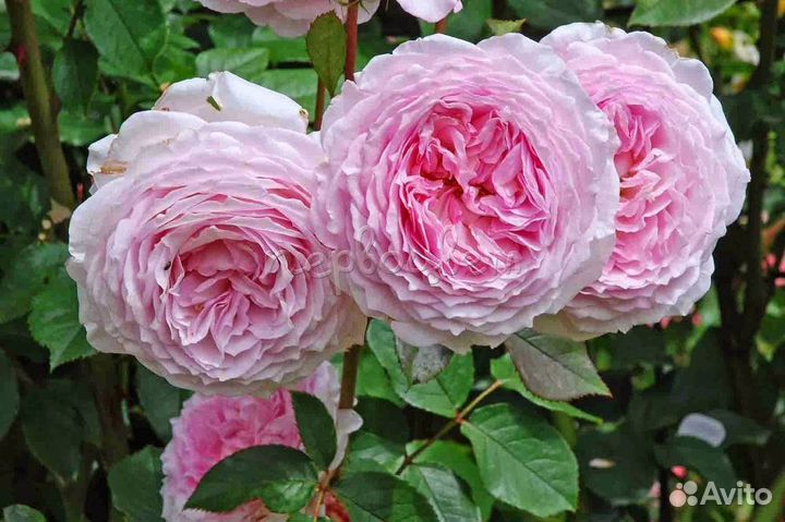 Саженцы розы Джеймс Гэлвей