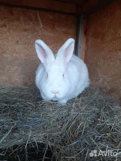 Кролики мясных пород