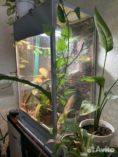 Хамелеон с террариумом