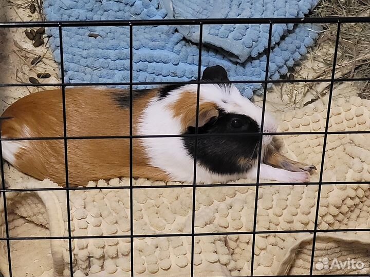 Морские свинки