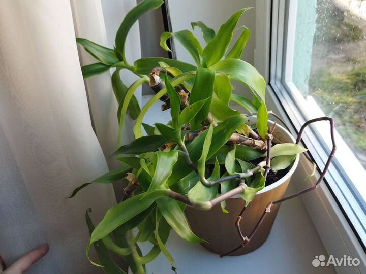 Растение золотой ус