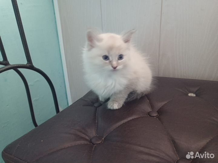 Домашние животные котята