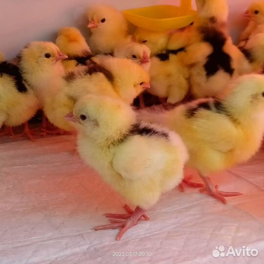 Инкубационное яйцо