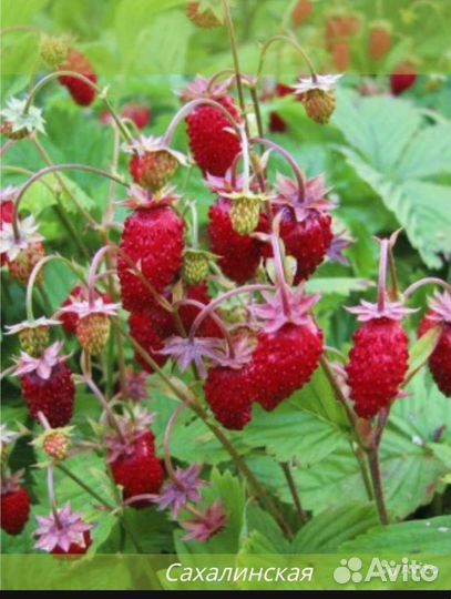 Земляника сахалинская,пенелопа и др сорта