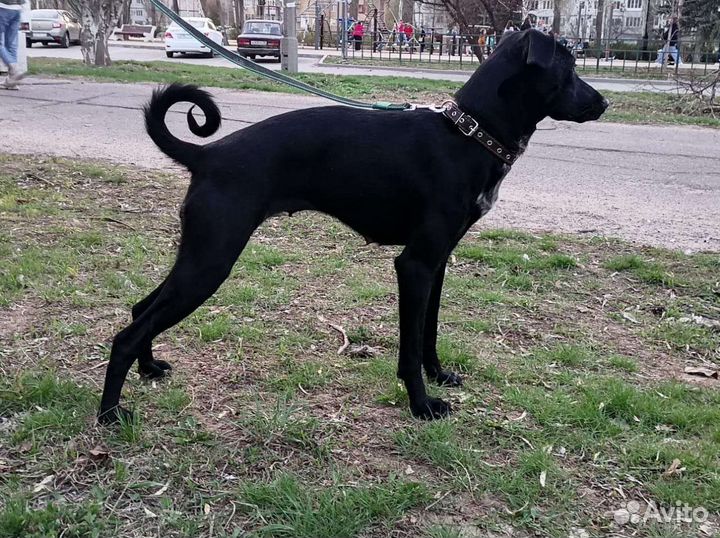 Метис борзой и бесенджи в добрые руки