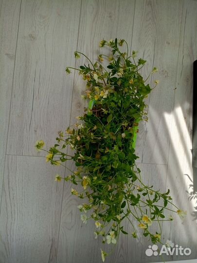 Рассада цветов