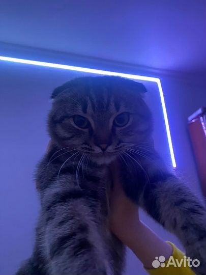 Кошки вислоухие